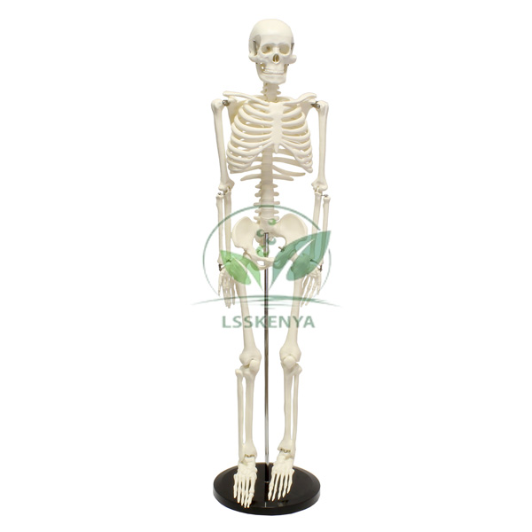 Skeleton Model