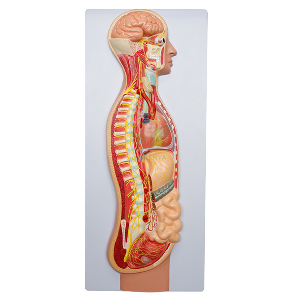 Sympathetic Nervous System Model