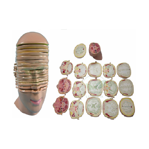 Head And Neck Model, Horizontal Shears