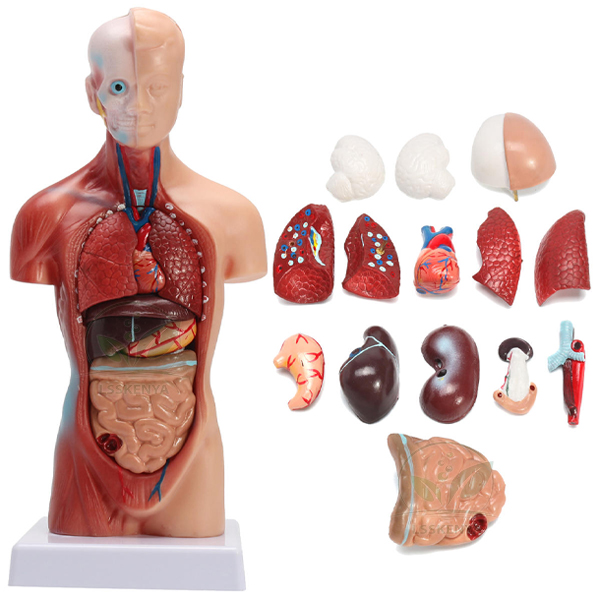 Human Torso Model, Mini 2