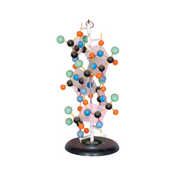 Protein Structure Model