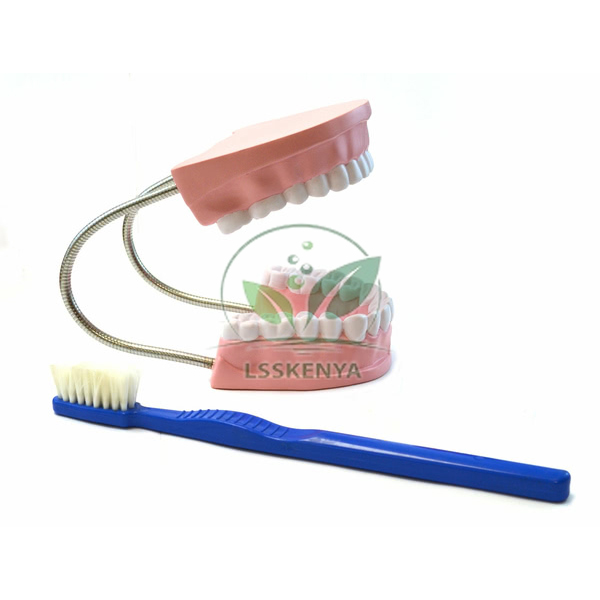 Dental Care Model