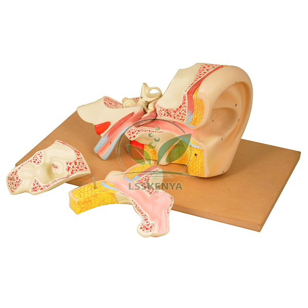Ear Model, Economy