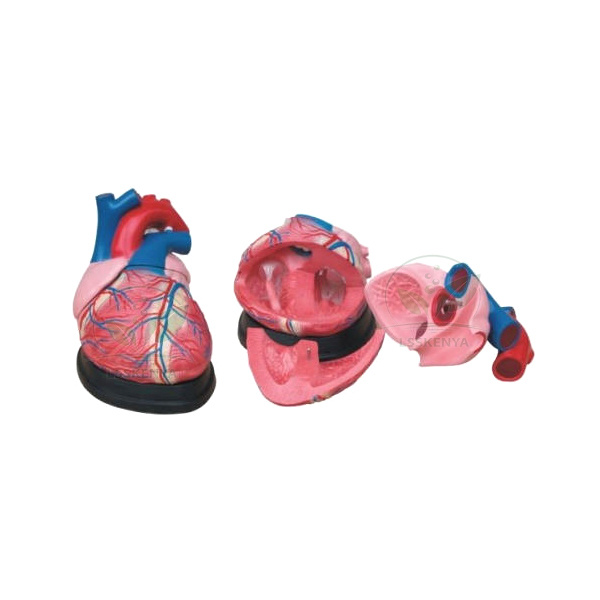 Human Heart Jumbo Model