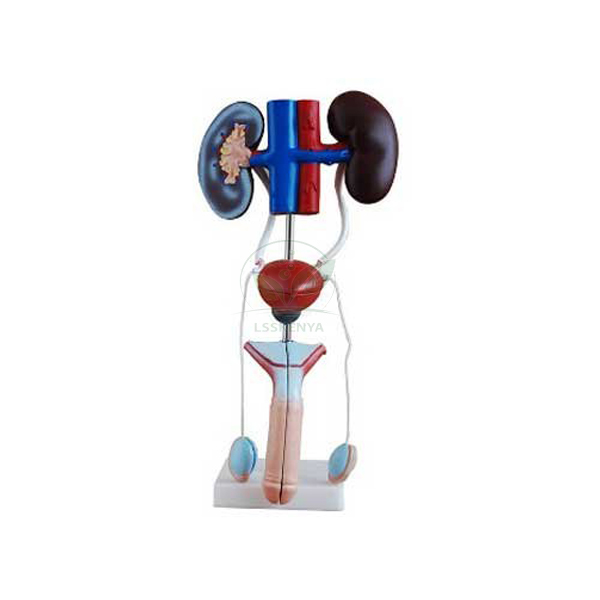 Human Male Urogenital Model