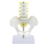 Human Pelvis Structural Model With 5 Pcs Lumbar Vertebrae