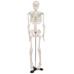 Human Skeleton Model, Superior