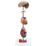 Human Hypertension Model, 6 Parts