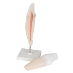 Human Teeth Model, Incisor
